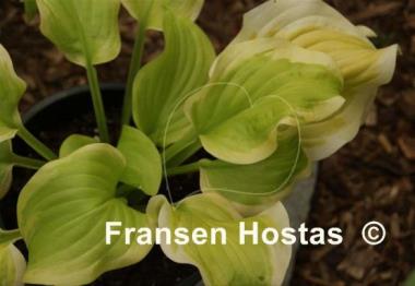 Hosta Sweet Blond Babe