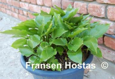 Hosta Sweet Bo Peep