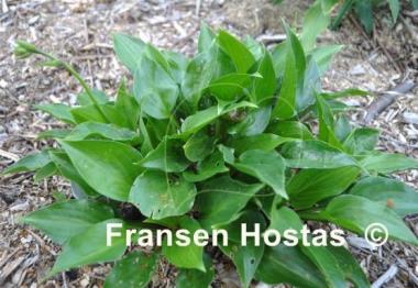 Hosta Sweet Bo Peep