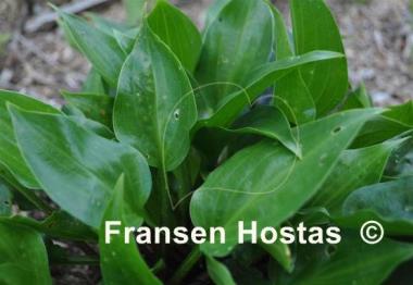 Hosta Sweet Bo Peep
