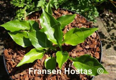 Hosta Sweet Bo Peep
