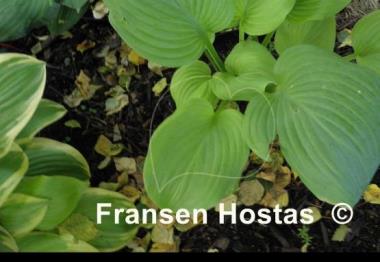 Hosta Sweet Bouquet