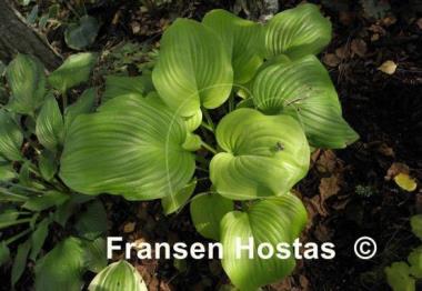 Hosta Sweet Bouquet