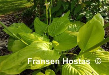 Hosta Sweet Bouquet