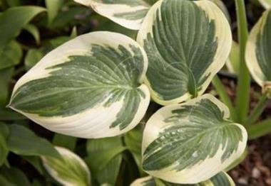 Hosta Sweet Christy