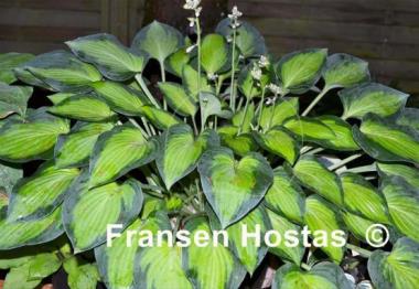 Hosta Sweet Home Chicago