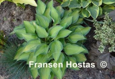 Hosta Sweet Home Chicago
