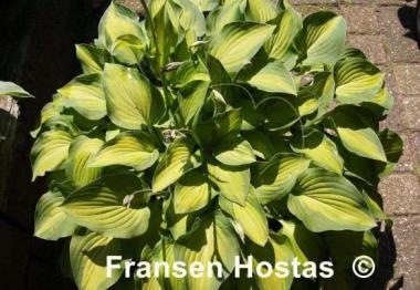 Hosta Sweet Home Chicago