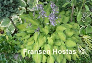 Hosta Sweet Home Chicago