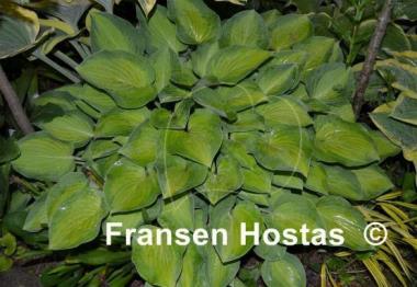 Hosta Sweet Home Chicago
