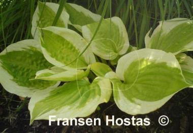 Hosta Sweet Innocence