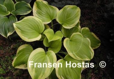 Hosta Sweet Innocence