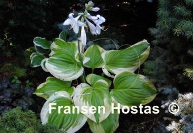 Hosta Sweet Innocence