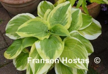Hosta Sweet Innocence