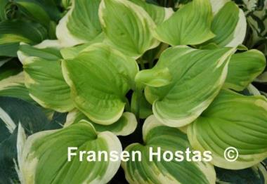 Hosta Sweet Innocence