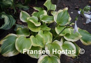 Hosta Sweet Innocence