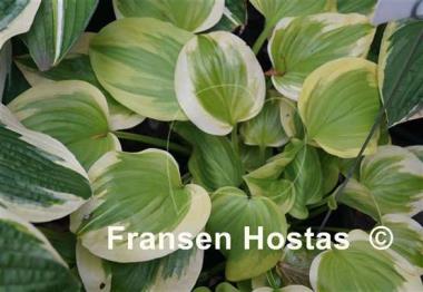 Hosta Sweet Innocence