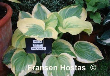 Hosta Sweet Innocence