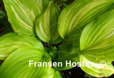 Hosta Sweet Susan Streaked