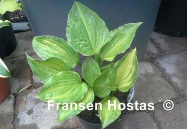 Hosta Sweet Susan Streaked