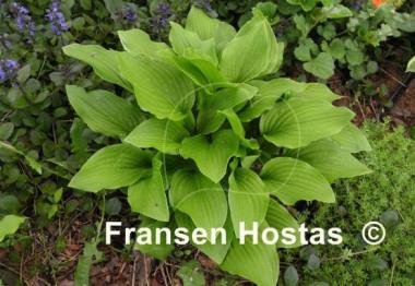 Hosta Sweet Susan