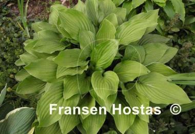 Hosta Sweet Susan