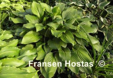 Hosta Sweet Susan