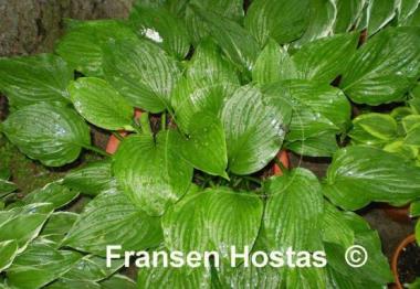 Hosta Sweet Susan