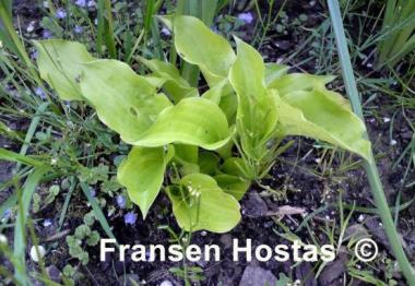 Hosta Sweet Tater Pie