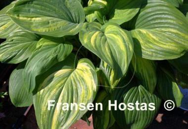 Hosta Sweet and Sour