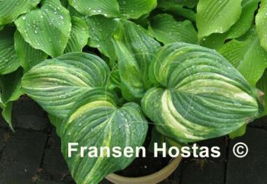 Hosta Sweet and Sour