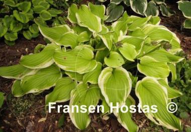 Hosta Sweetie