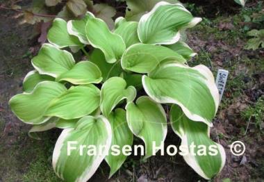 Hosta Sweetie