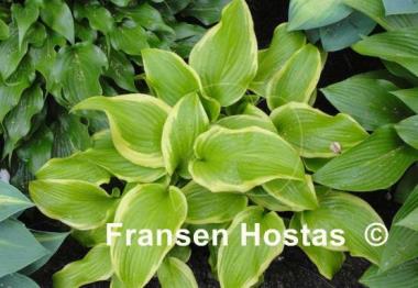 Hosta Sweetie