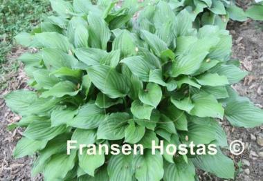 Hosta Sweetness