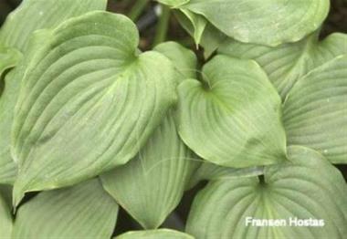 Hosta Swirling Hearts