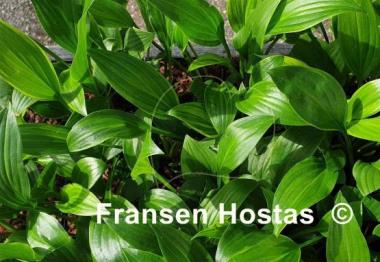 Hosta Swirls Design