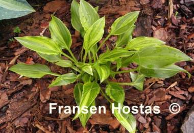 Hosta Swirls