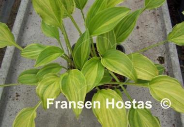 Hosta Swirls