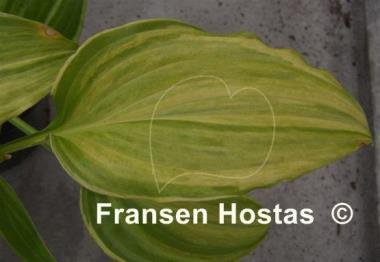 Hosta Swirls