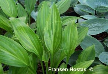 Hosta Swirls