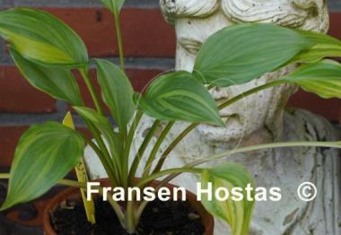 Hosta Swirls