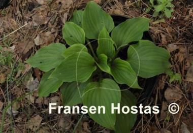 Hosta Swizzle Sticks
