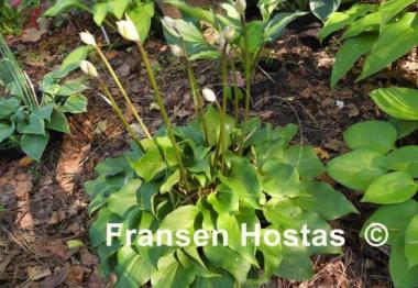 Hosta Swizzle Sticks