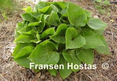 Hosta Swizzle Sticks