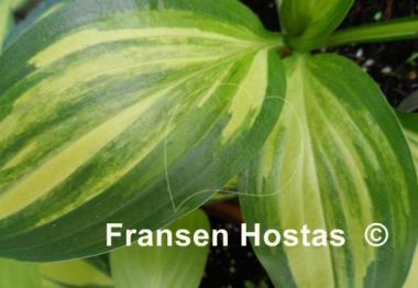 Hosta Swoosh