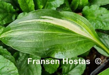 Hosta Swoosh