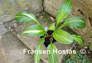 Hosta Swoosh