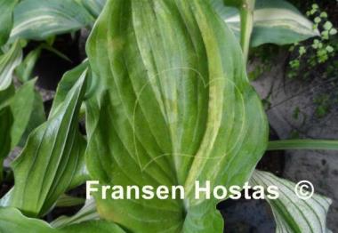 Hosta Sycamore Creek