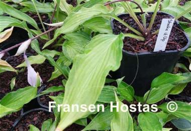 Hosta Shake It Up